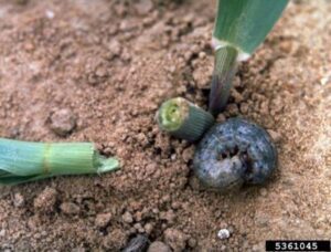 Black cutworm watch