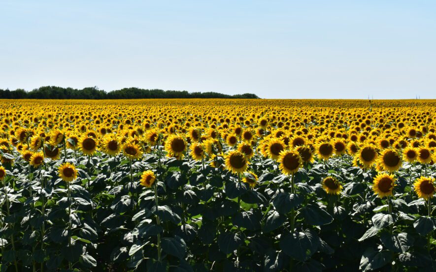 Strategies for Raising Dryland Sunflowers