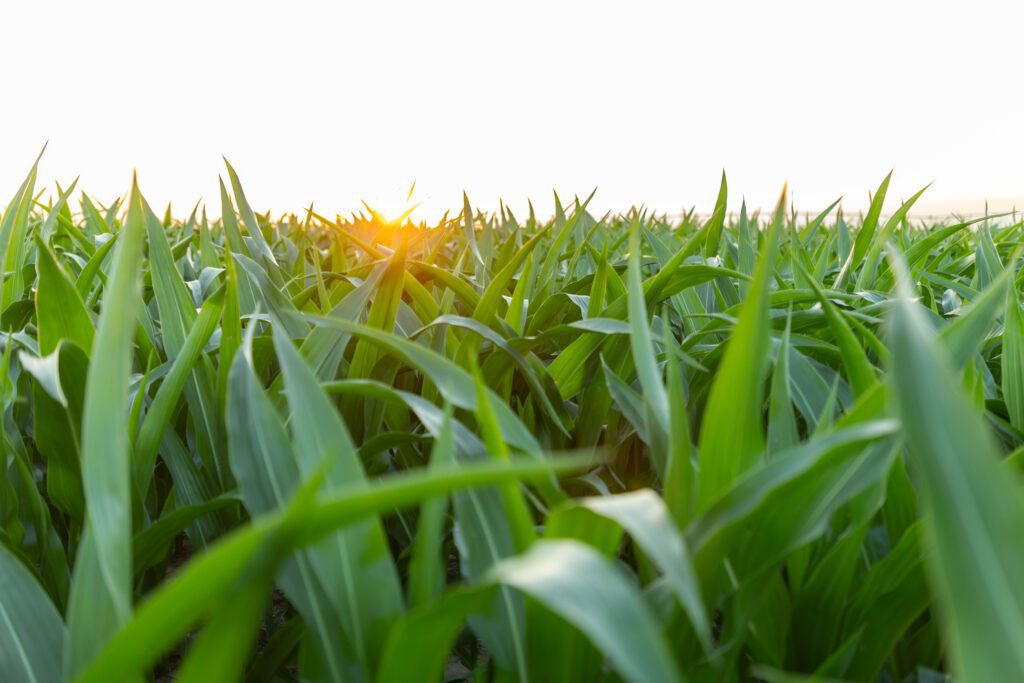 Update from the Field