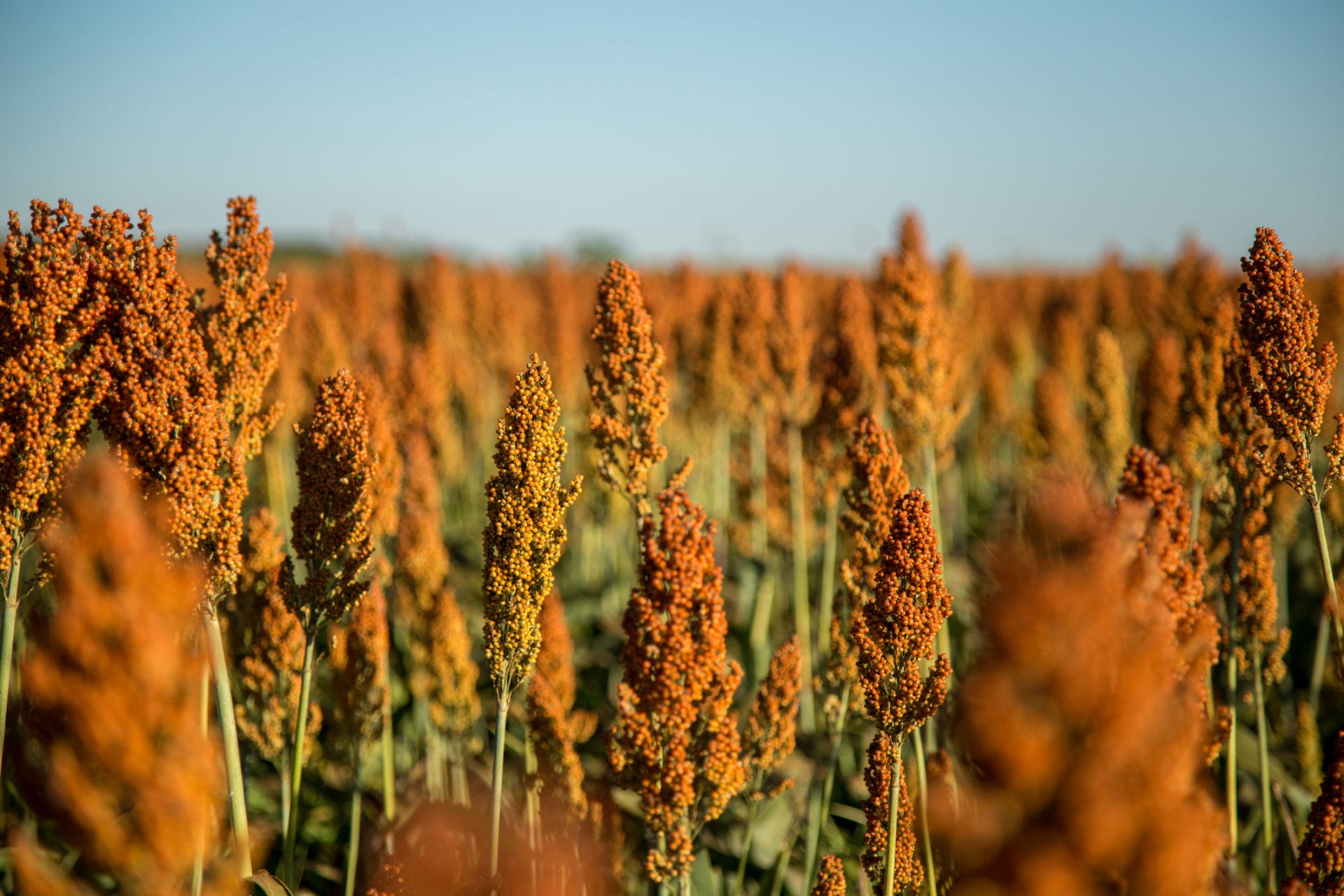 Sorghum